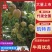 凯特杏品质保证基地直发货源充足诚信经营