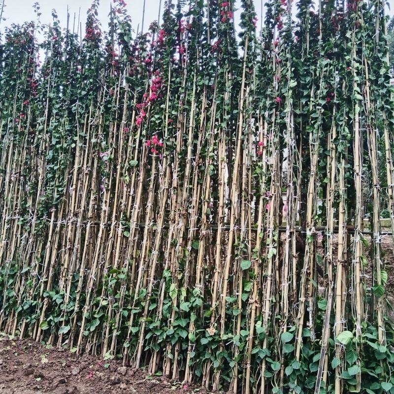 红花三角梅多枝藤蔓球形树桩三角梅品质优良带土出售量大从优