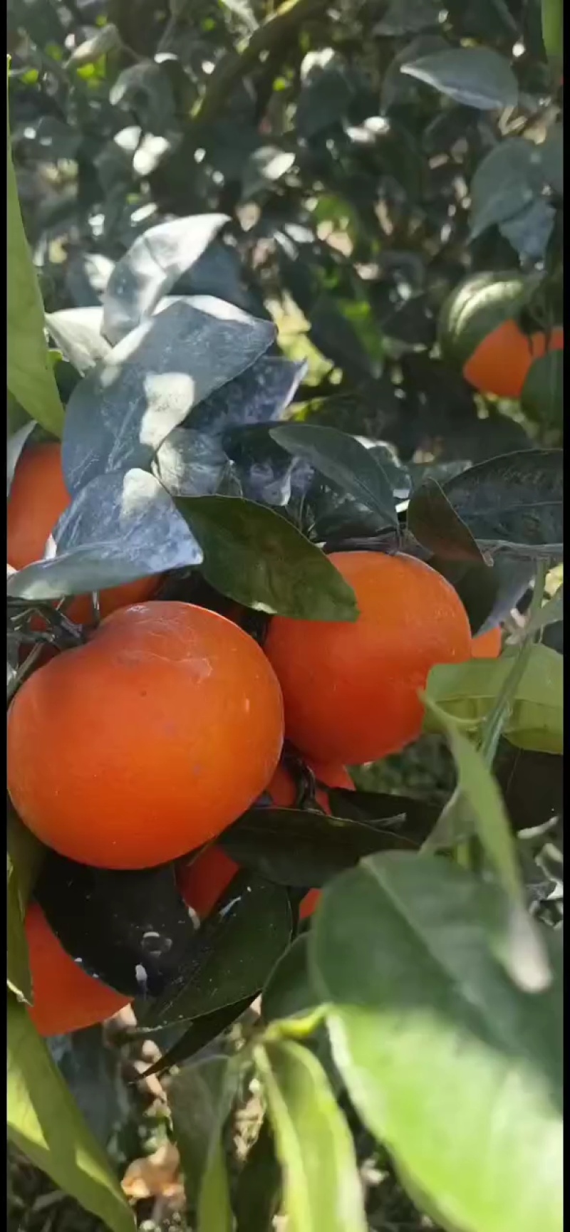 沃柑