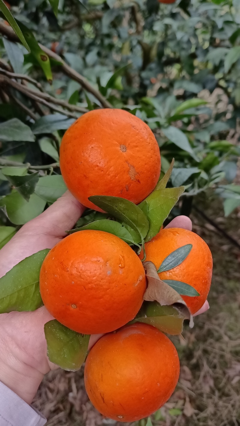 沃柑