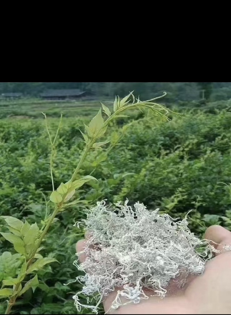 张家界莓茶野生藤茶湘西土家龙须芽尖莓茶养生茶500克