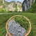 张家界莓茶野生藤茶湘西土家龙须芽尖莓茶养生茶500克