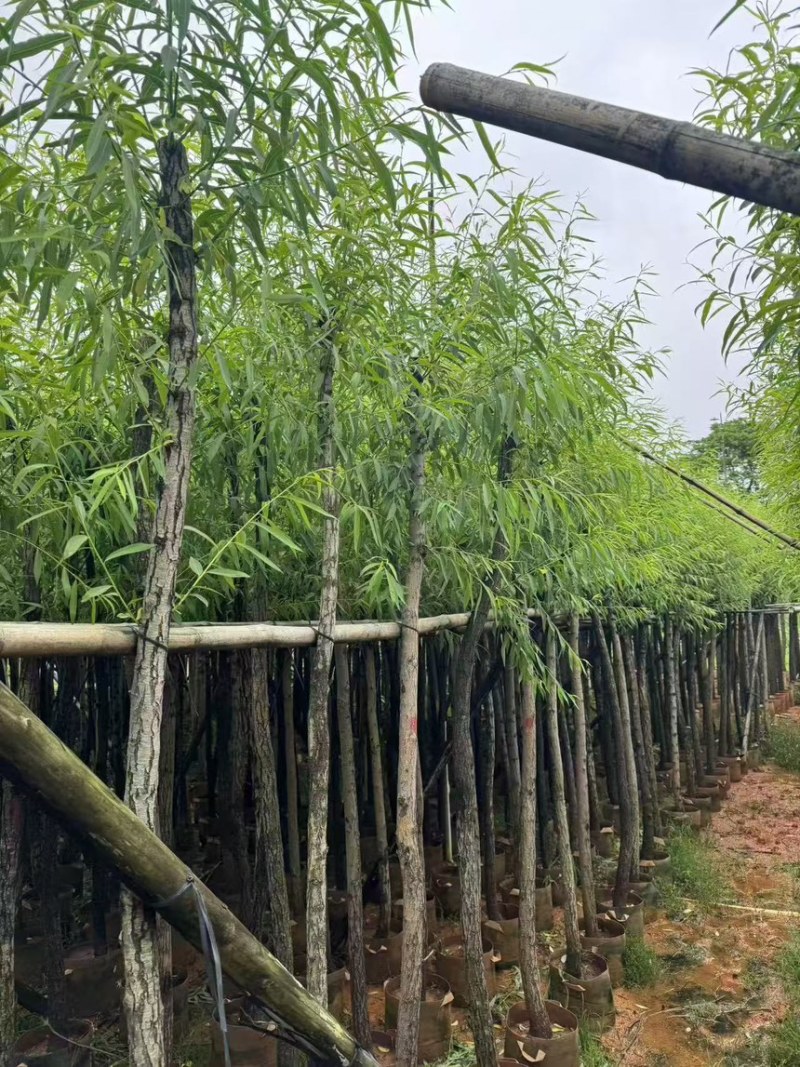 金丝垂柳5-20分价格实惠电话联系量大诚信经营