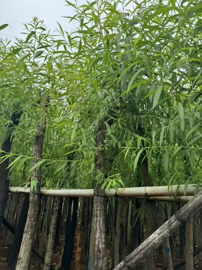 金丝垂柳5-20分价格实惠电话联系量大诚信经营