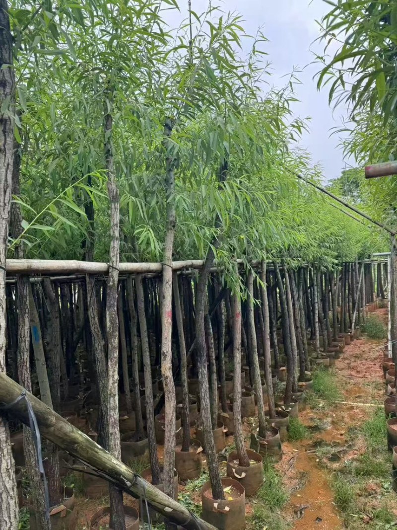金丝垂柳5-20分价格实惠电话联系量大诚信经营