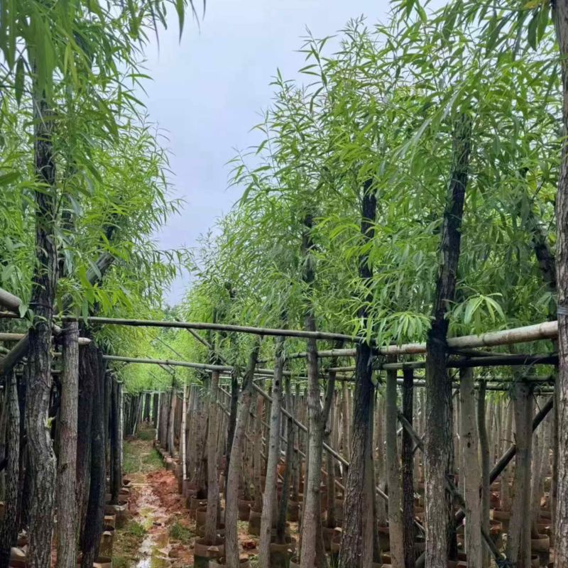 金丝垂柳5-20分价格实惠电话联系量大诚信经营