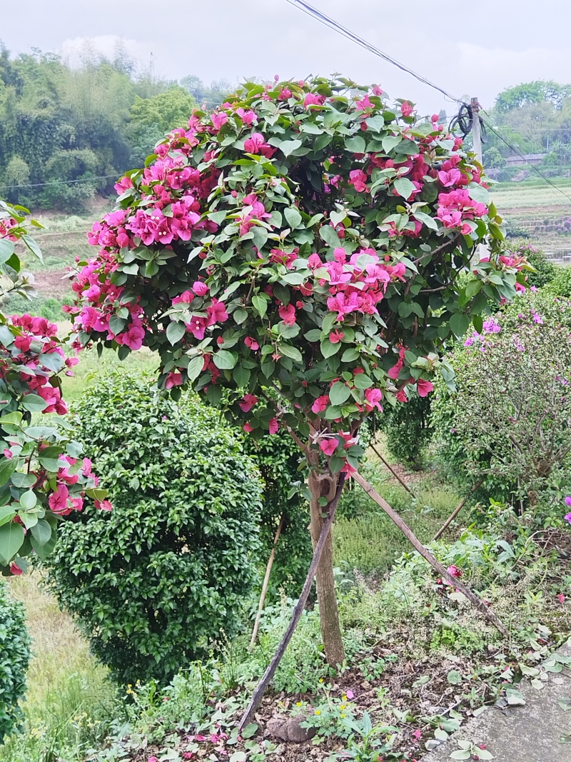 三角梅-红花三角梅笼子宜宾三角梅树桩三角梅品种优良量大从优