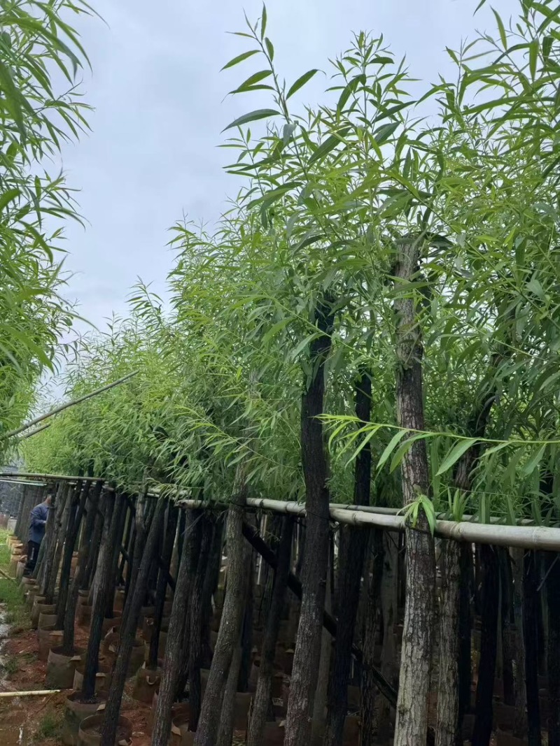 金丝垂柳5-20分价格实惠电话联系量大诚信经营