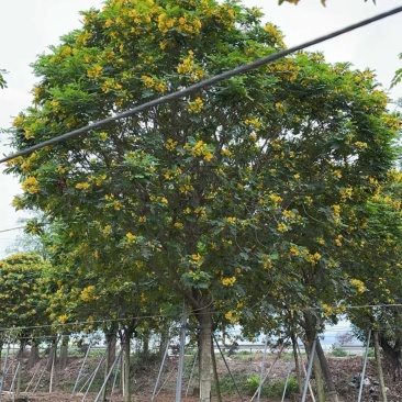 黄槐5~10分规格齐全量大电话联系诚信经营