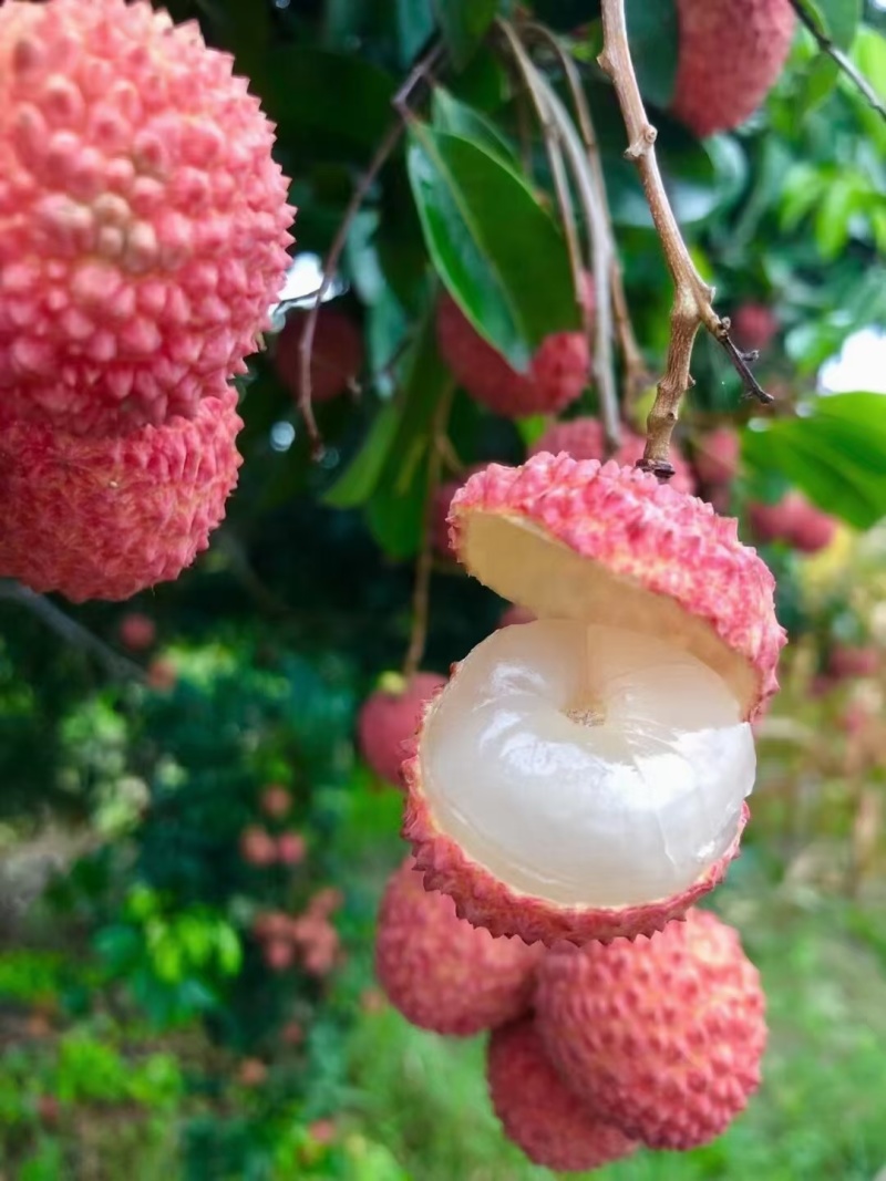 从化桂味荔枝，一件代发，货靓