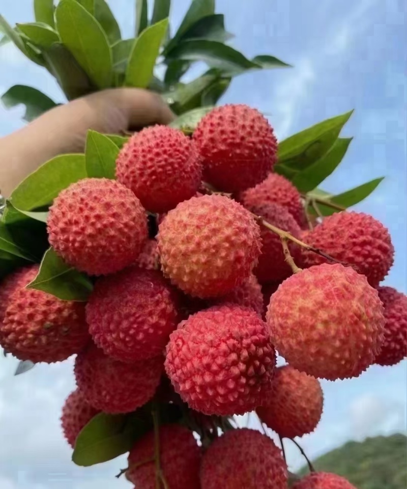 从化桂味荔枝，一件代发，货靓