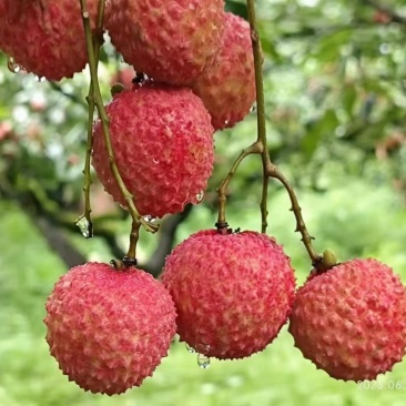 从化桂味荔枝，一件代发，货靓