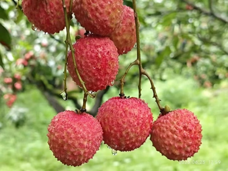 从化桂味荔枝，一件代发，货靓