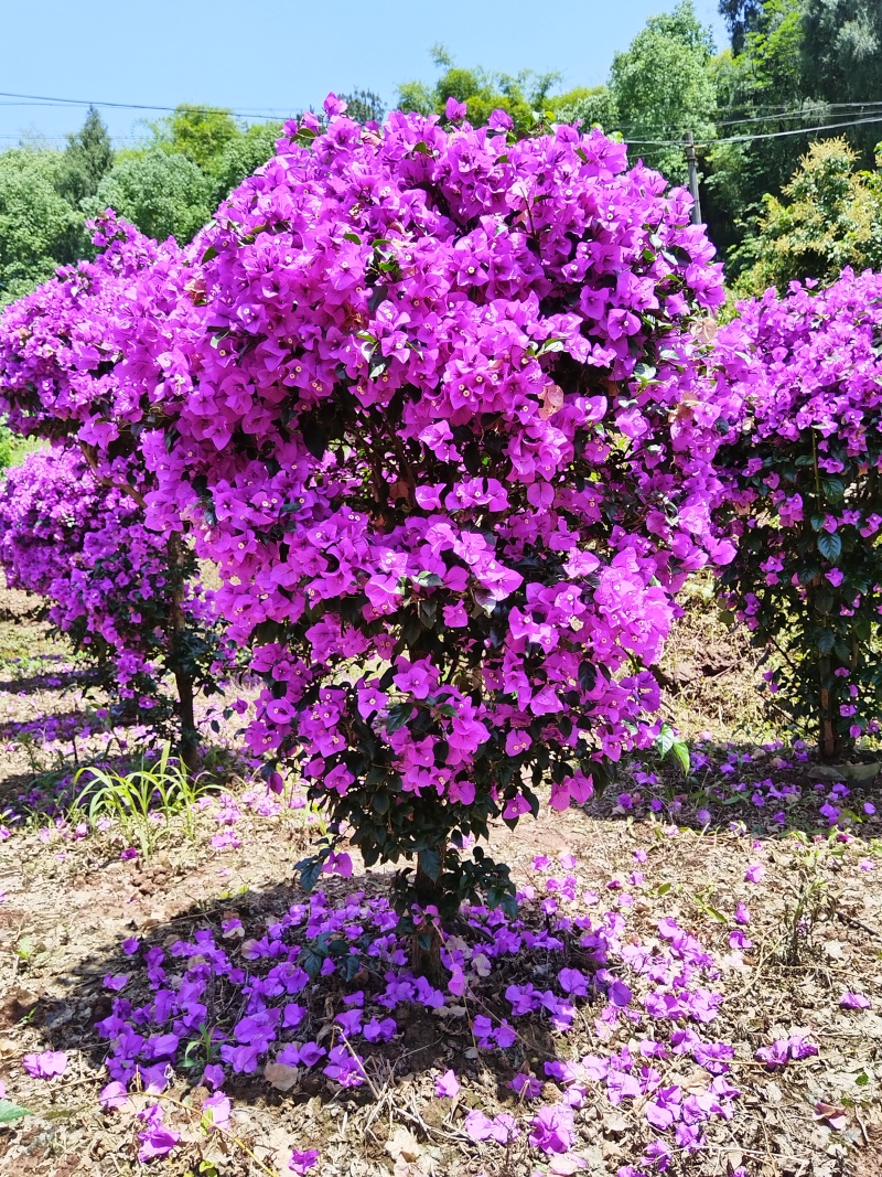 紫花三角梅精球，基地直发，量大从优，对接市政绿化工程，