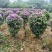 紫花三角梅精球，基地直发，量大从优，对接市政绿化工程，