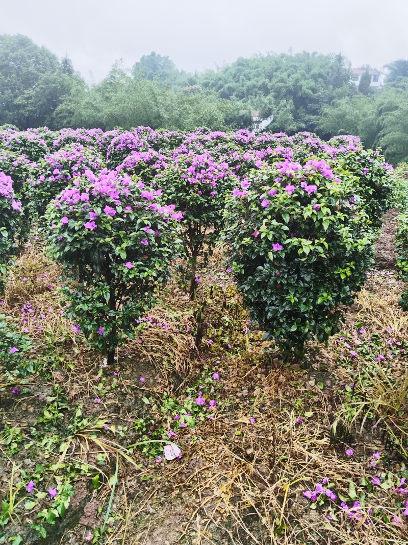 紫花三角梅精球，基地直发，量大从优，对接市政绿化工程，