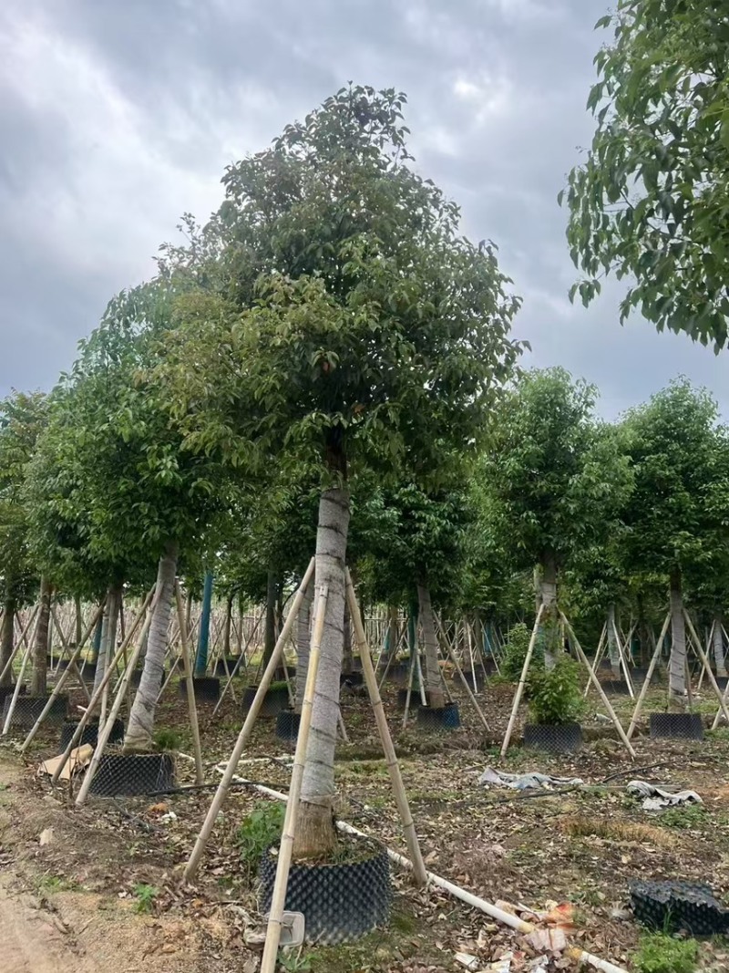 香樟3分～40分规格齐全价格实惠电话联系