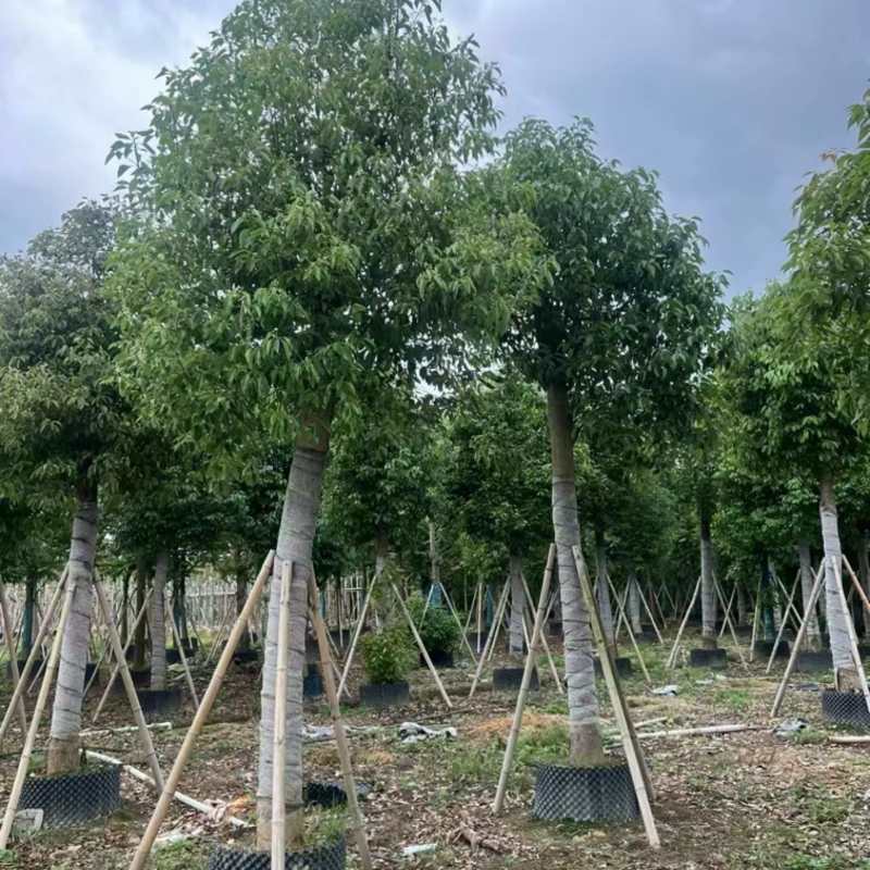 香樟3分～40分规格齐全价格实惠电话联系