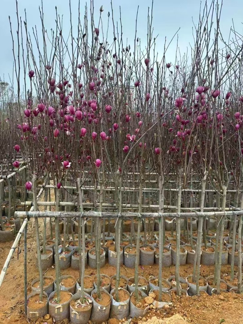 紫玉兰3～15分量大价格实惠诚信经营