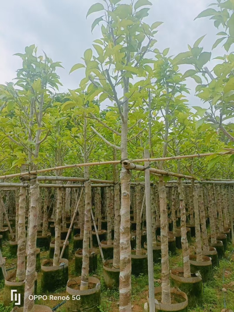 白玉兰3分～20分规格齐全量大订货电话联系