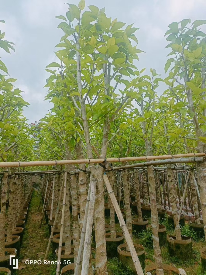 白玉兰3分～20分规格齐全量大订货电话联系