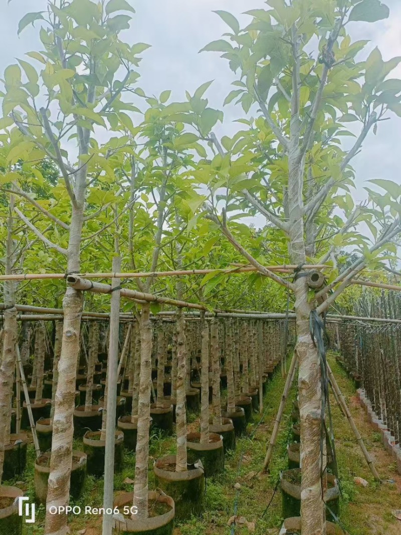 白玉兰3分～20分规格齐全量大订货电话联系