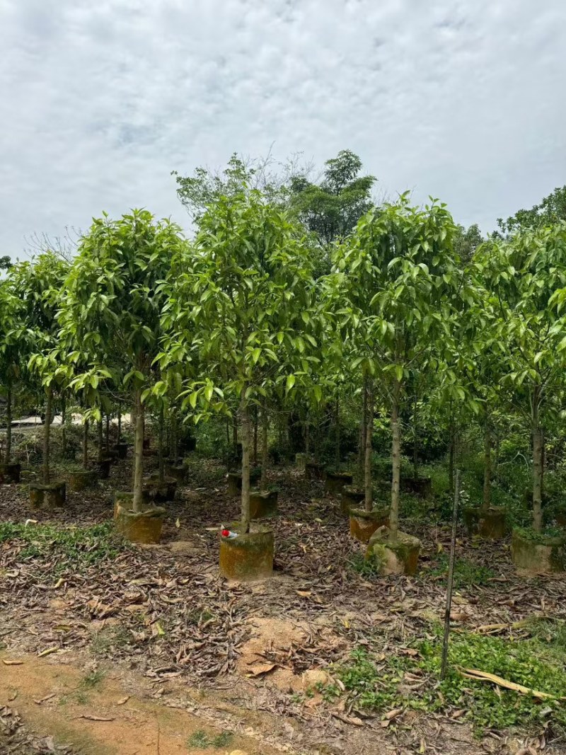 白玉兰3分～20分规格齐全量大订货电话联系