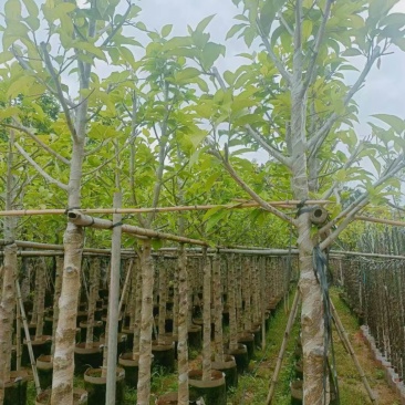 白玉兰3分~20分规格齐全量大订货电话联系