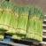 河南蒜苔大量上市大落价，谁抽的谁要，走市场通货，电商货