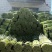 河南蒜苔大量上市大落价，谁抽的谁要，走市场通货，电商货
