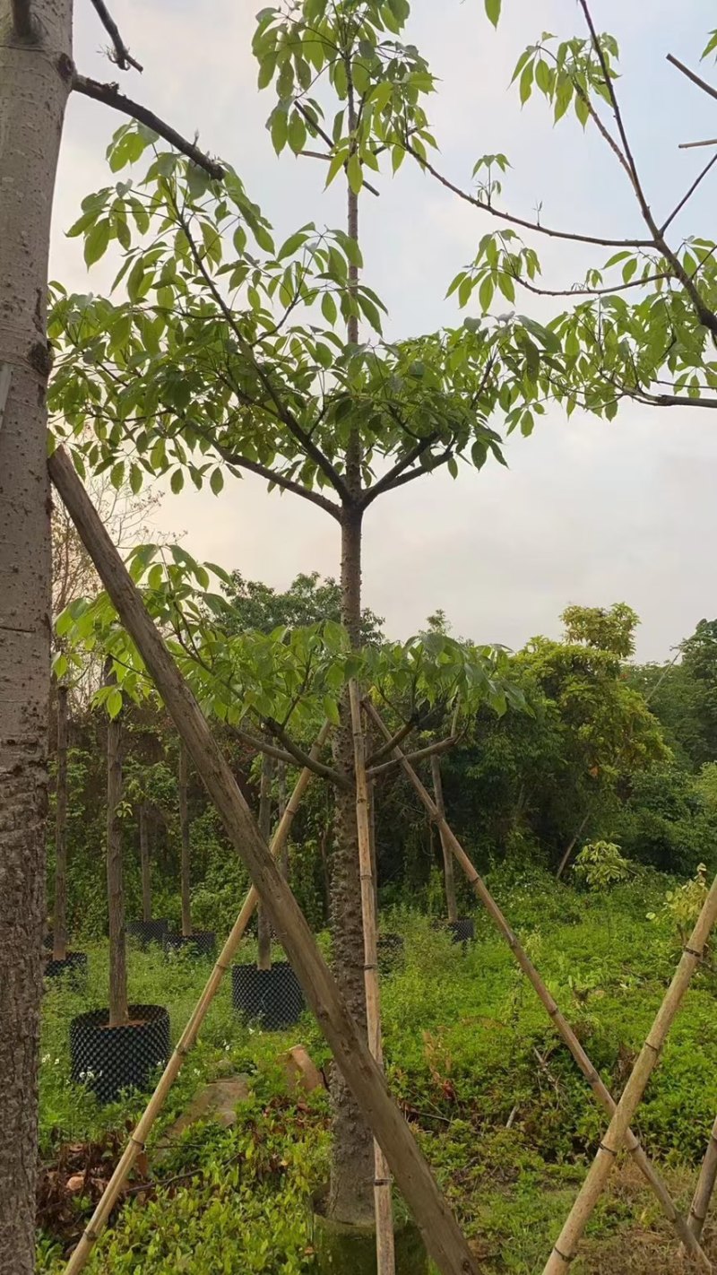 本地木棉5分到30分量大价格实惠电话联系
