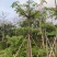 本地木棉5分到30分量大价格实惠电话联系