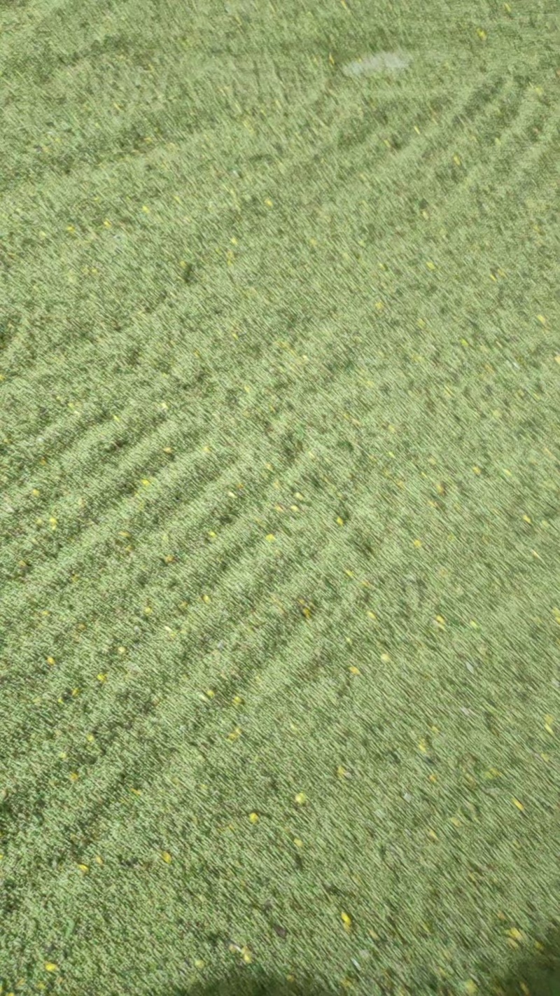 猫爪草籽