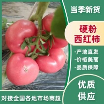 河北西红柿精品硬粉西红柿全部一手货源代发全国