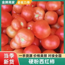硬粉西红柿产地直供适合各大商超电商市场货