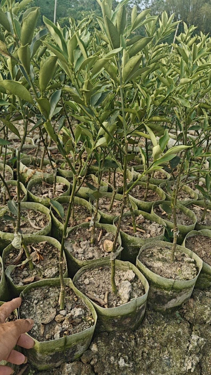 脆蜜金柑苗