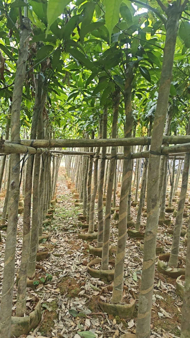 芒果树