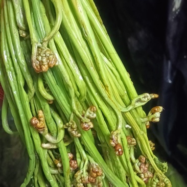 腌制红紫灰绿蕨菜新鲜蕨菜产地直销欢迎对接合作