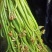 腌制红紫灰绿蕨菜新鲜蕨菜产地直销欢迎对接合作