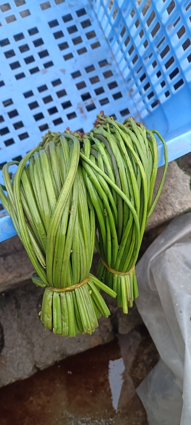 腌制红紫灰绿蕨菜新鲜蕨菜产地直销欢迎对接合作