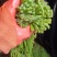 腌制红紫灰绿蕨菜新鲜蕨菜产地直销欢迎对接合作