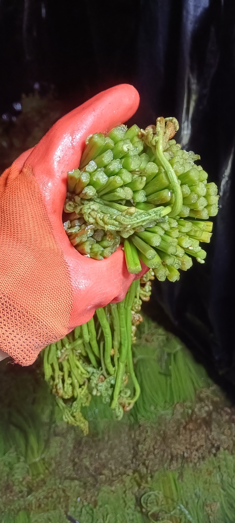 腌制红紫灰绿蕨菜新鲜蕨菜产地直销欢迎对接合作