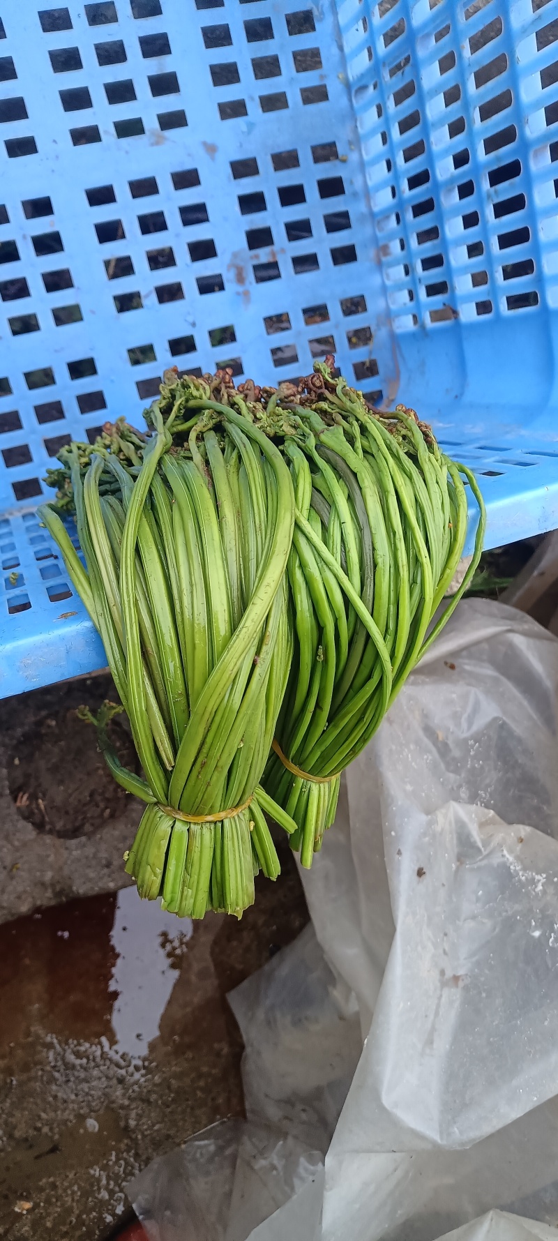 腌制红紫灰绿蕨菜新鲜蕨菜产地直销欢迎对接合作