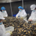 鲜活速冻鲍鱼60-80头鲍鱼工厂供应海鲜水产冻品批发