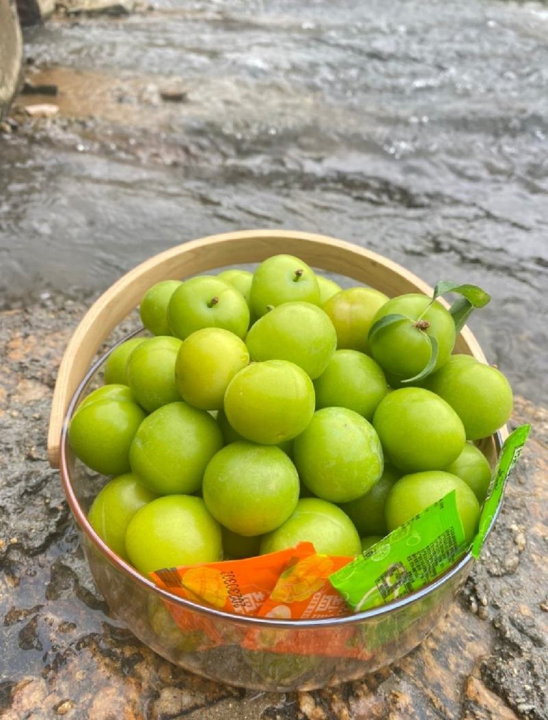 广东茂名三月李/产地直发/市场果/电商果/工厂果