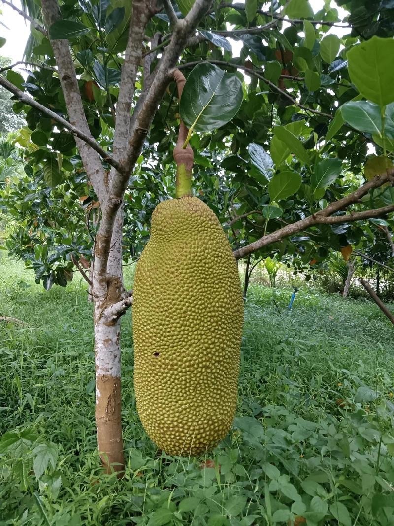 海南黄肉菠萝蜜，果地一手货源，质量保证海南原产地，、、