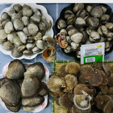 鲜活大号中号毛蛤毛贝毛蚶赤贝蚶子量大从优欢迎订购