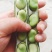 汉中大蚕豆】全国供货产地直供,颗粒包满可供各大超市市场
