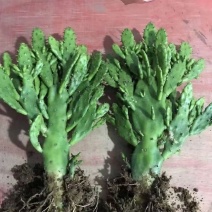 千手观音仙人掌，仙人荷花，电商供应，地摊货供应