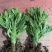 千手观音仙人掌，仙人荷花，电商供应，地摊货供应
